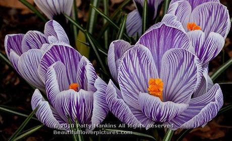 Purple & White Crocuses © 2010 Patty Hankins