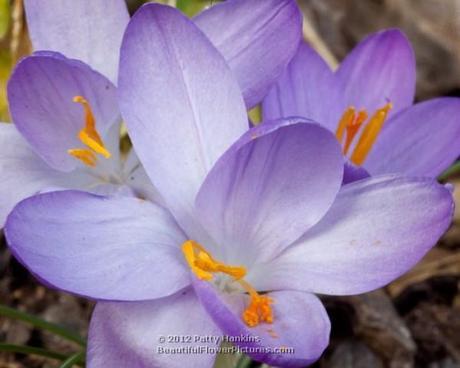 Purple Crocuses © 2012 Patty Hankins 
