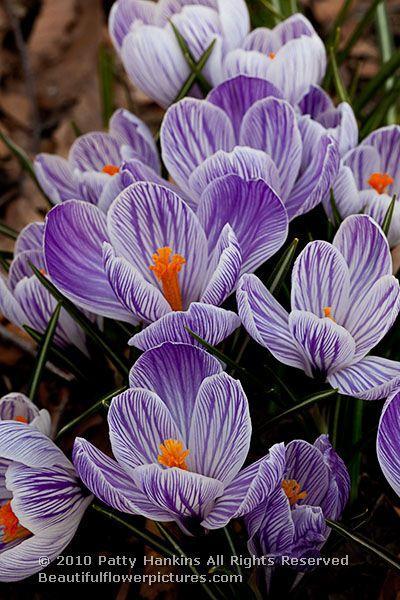 Purple & White Crocuses © 2010 Patty Hankins