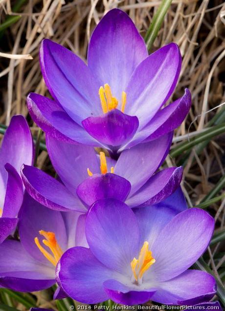Purple Crocuses © 2014 Patty Hankins 