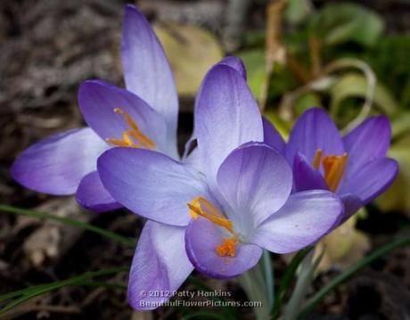 Purple Crocuses © 2012 Patty Hankins 