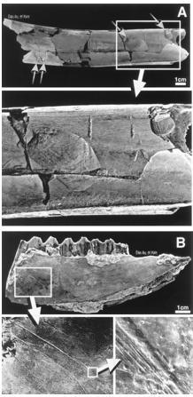 Some of the bones with tool marks from Bouri