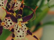 Giving Potted Plant Mother’s