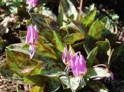 Erythronium Dens-canis