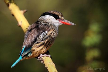 Striped Kingfisher. Image courtesy of Krzysztof Blachowiak