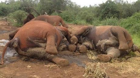 Kenya Wildlife Service struggles to stop poaching