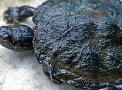 Sands Skirmish Human Animal Rights