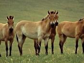 Fact Attack: Endangered Species Przewalski’s Horse
