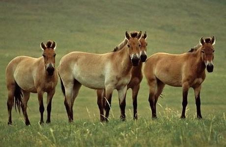 Fact Attack: Endangered Species No. 110 – Przewalski’s Horse