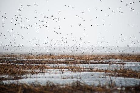 Hope for the diminishing Saskatchewan River Delta?
