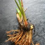 NAKED NATIVE POND PLANTS