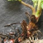 NAKED NATIVE POND PLANTS