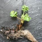 NAKED NATIVE POND PLANTS