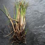 NAKED NATIVE POND PLANTS