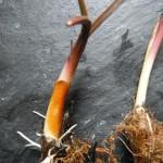 NAKED NATIVE POND PLANTS