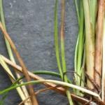 NAKED NATIVE POND PLANTS