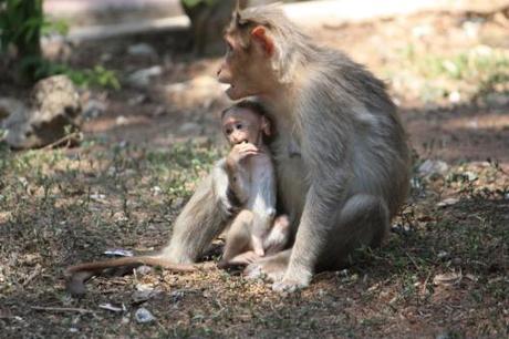 Taken March 23, 2014 at Nandi Hills.