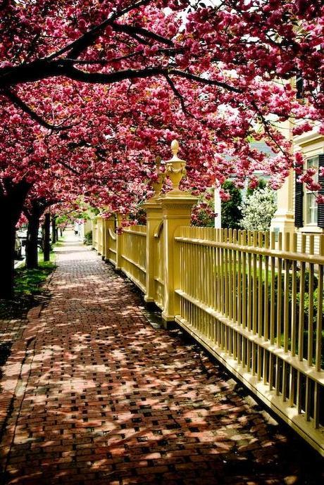 Trees in bloom... Salem, Mass.