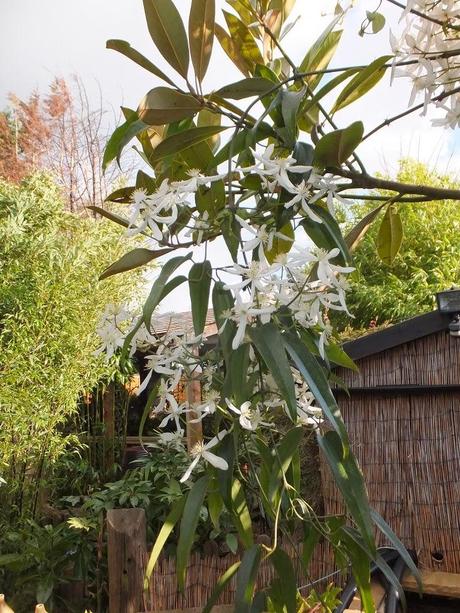 Clematis armandii