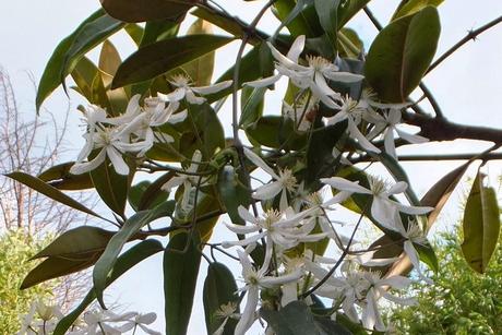 Clematis armandii