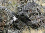 Federal Judge Upholds Payette Bighorn Sheep Protections