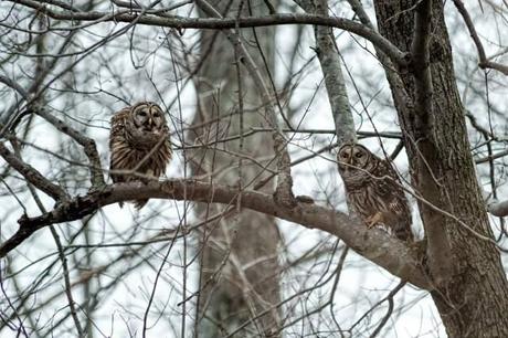 Male-and-Female-Barred-Owls