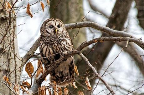 Barred-Owl-in-Tree