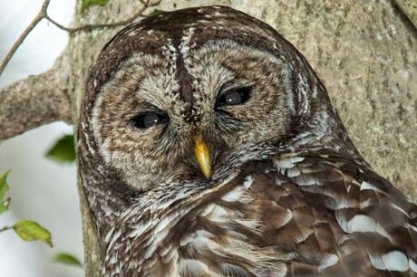 Barred-Owl-on-Lake-Montclair-2