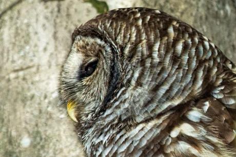 Barred-Owl-Profile