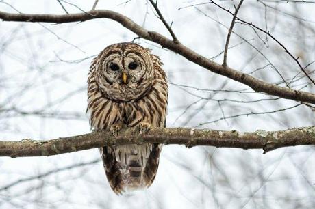 Barred-Owl-on-Lake-Montclair