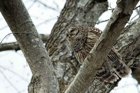 Leading-Lines---Barred-Owl-2