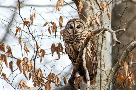Barred-Owl-in-Fall-Tree