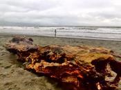 Good Morning Baler!
