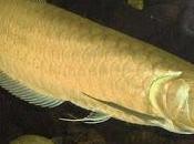 Interesting World Fish Arowana