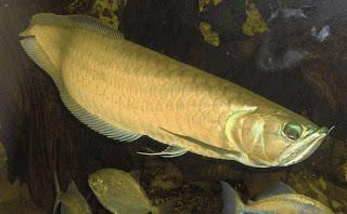 the interesting world of Fish - Arowana