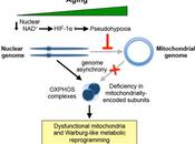 Restoring Mitochondrial Dysfunction Associated with Aging.