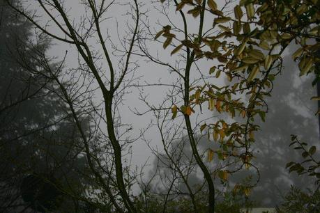 Foggy Day in the Blue Mountains