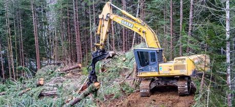 Bioenergy From Forestry Is Not Sustainable Enough for EU