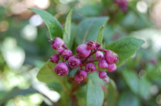 Dichroa febrifuga Berries (16/03/2014, Kew Gardens, London)