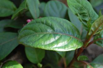 Dichroa febrifuga Leaf (16/03/2014, Kew Gardens, London)