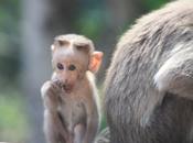 DAILY PHOTO: Ross Perot Gargoyle Monkey