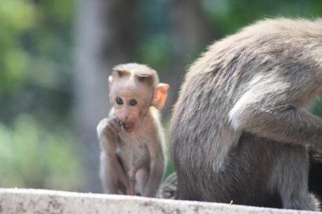 Taken March 23, 2014 at Nandi Hills