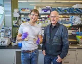 Thomas Ruegg (left) and Michael Thelen led a JBEI team that successfully introduced an ionic liquid resistance into a strain of E. coli for the production of advanced biofuels