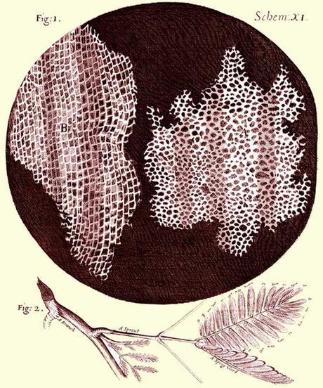 Science: for the sheer fun of it:  How nature is saved.