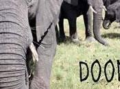 Zimbabwe: Hwange Land Takeover ‘Threatens’ Presidential Elephant Herd