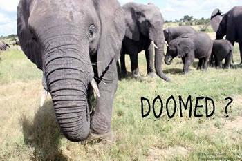 Zimbabwe: Hwange Land Takeover ‘Threatens’ Presidential Elephant Herd