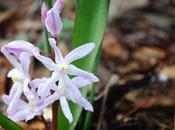 Early Spring Charmers: Chionodoxa