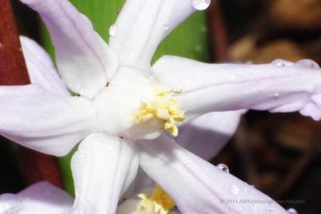 Chionodoxa blossom