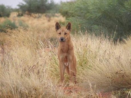Australia should enlist dingoes to control invasive species