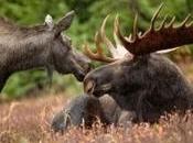 Save Wildlife from Toxic Spill